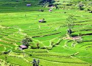 Jatiluwih – рисовые террасы на Бали