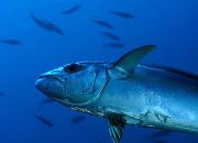 Бали: райские места для дайверов