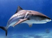 Акулы на Бали